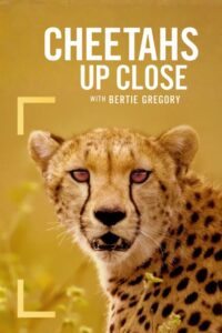 Cheetahs Up Close with Bertie Gregory (2026)