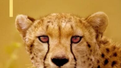 Cheetahs Up Close with Bertie Gregory (2026)