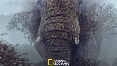 Ghost Elephants (2025)